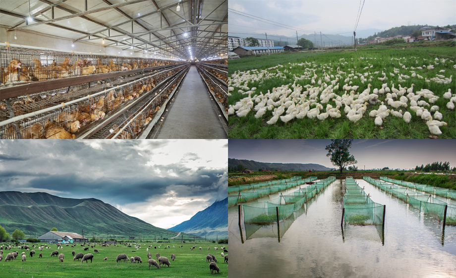 超遠距離wifi傳輸模塊智慧城鎮(zhèn)養(yǎng)殖平臺遠程無線傳輸